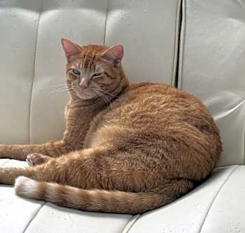 Photo of Orange