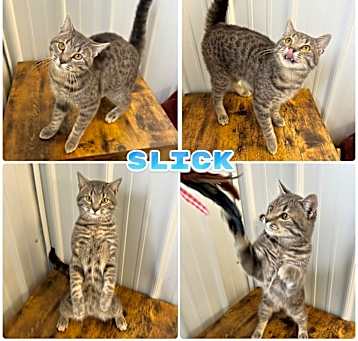 Photo of Slick