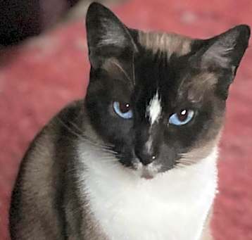 Photo of Sheelo