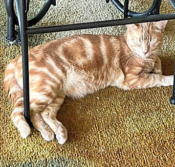 Photo of Big Red