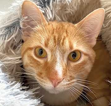 Photo of Mr. Honey