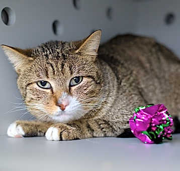 Photo of Ember