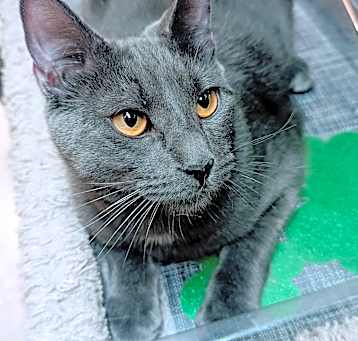 Photo of Grigio