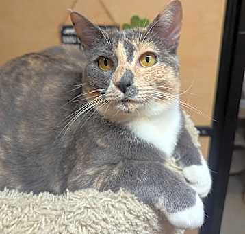 Photo of Suki