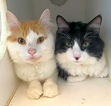 Photo of Milo & Otis (BONDED)