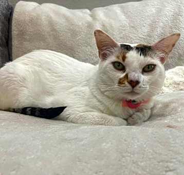Photo of Ivy