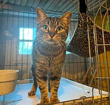 Photo of Petunia