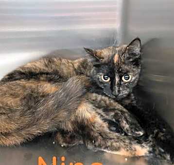 Photo of Nina