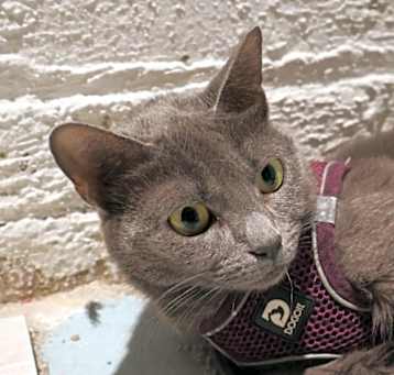Photo of Stella
