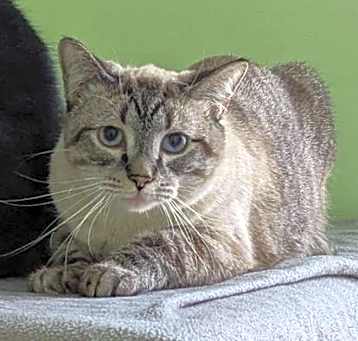 Photo of Tuna