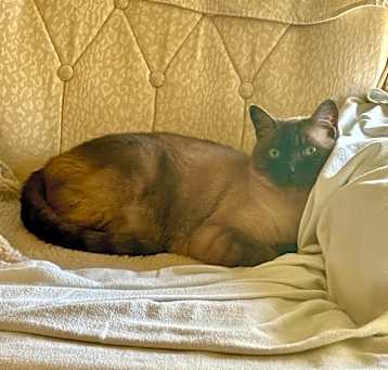 Photo of Pixie