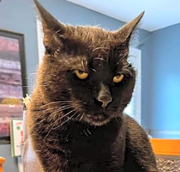 Photo of Binx
