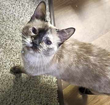 Photo of Muffin