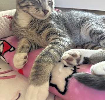 Photo of Leo