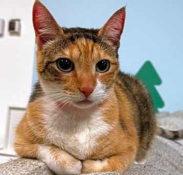 Photo of Soju