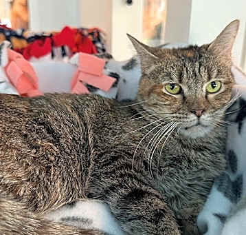 Photo of Bibi
