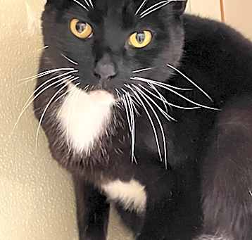 Photo of Socks  *Sponsored Senior
