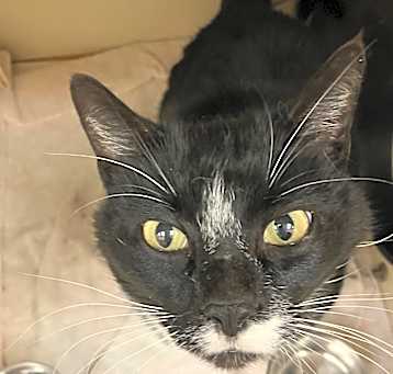 Photo of Midnight *Sponsored Senior