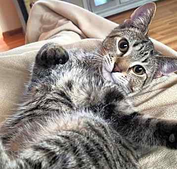 Photo of Rascal