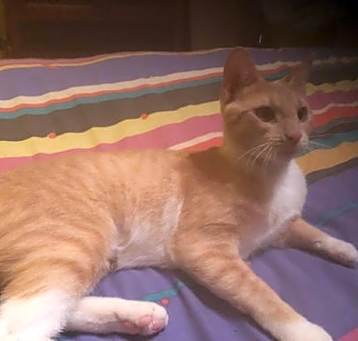 Photo of Peaches
