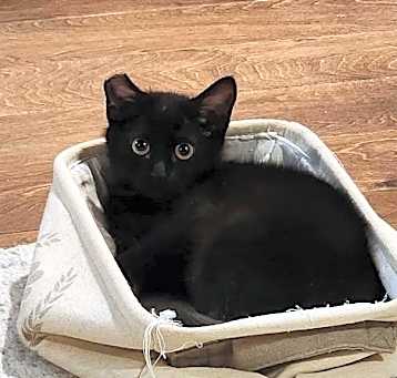Photo of Moxie