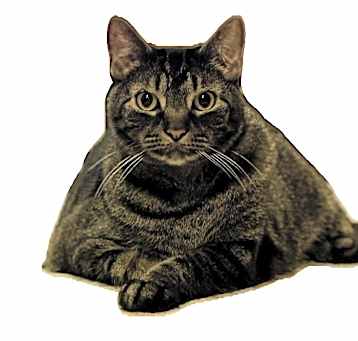 Photo of Mr. Chew (Chewy)