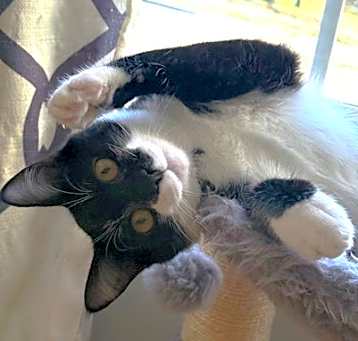 Photo of Miso