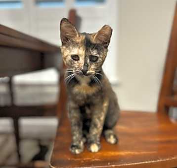 Photo of Patches