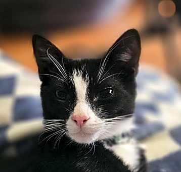 Photo of Pepe Le Pew