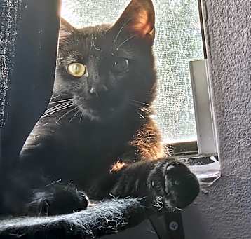 Photo of Luna