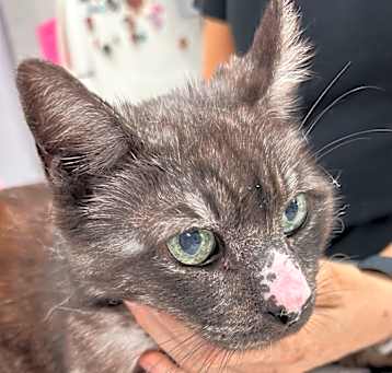 Photo of Catrick