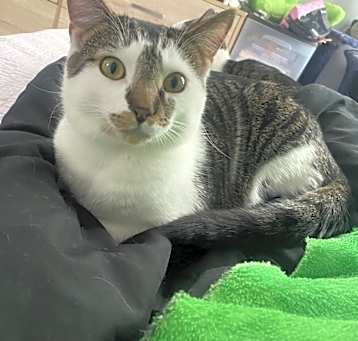 Photo of Mango