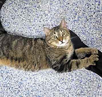 Photo of Biscuit