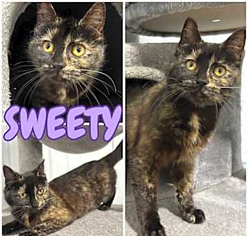 Photo of Sweety
