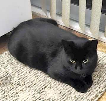 Photo of Misty - Working Cat Program