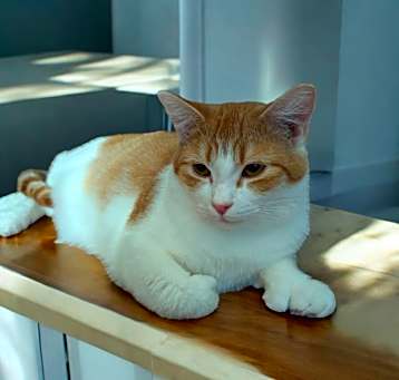 Photo of Jaspy