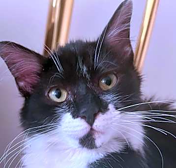 Photo of Satie (Nacho)