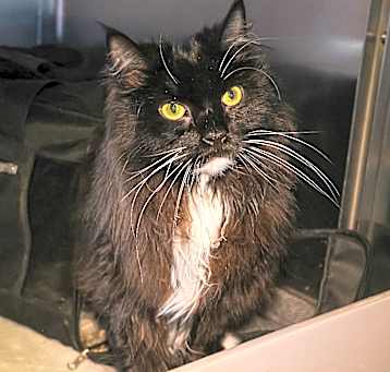Photo of Domino