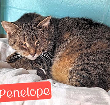 Photo of Penelope