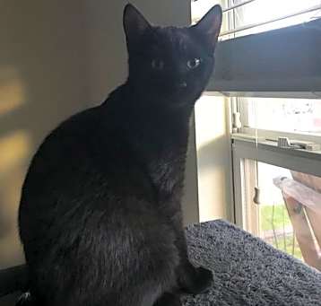 Photo of Batman