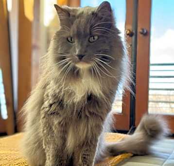 Photo of Nacho