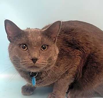 Photo of Smokey