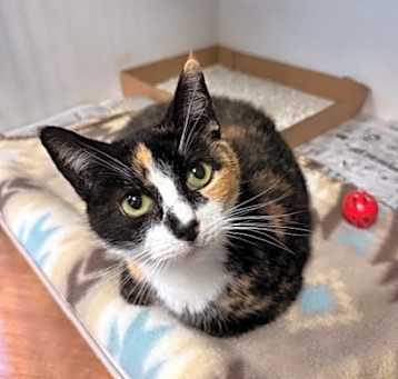 Photo of Patches