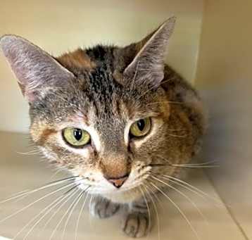 Photo of Peanut Butter IN FOSTER