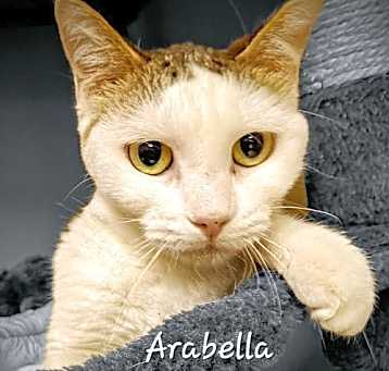 Photo of Arabella #green-eye-beauty