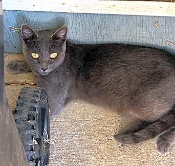 Photo of Shadow