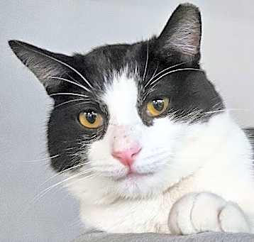 Photo of Bandito 