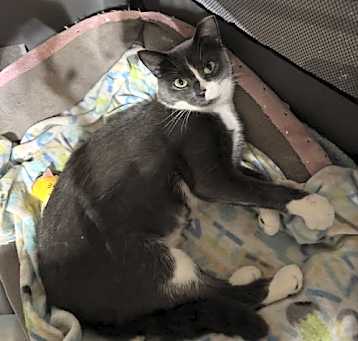Photo of Misty