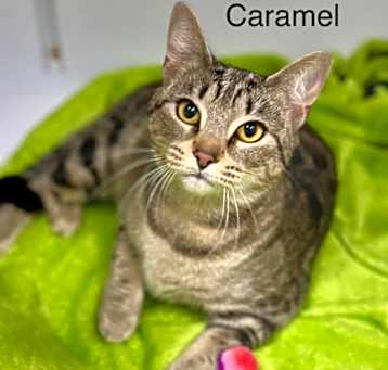 Photo of Caramel