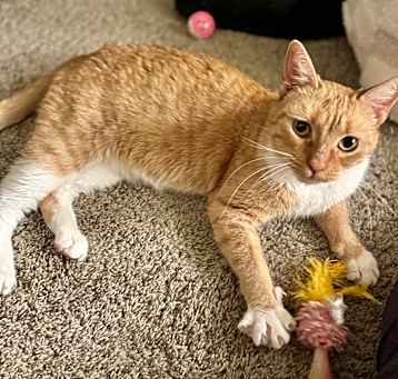 Photo of Birdie